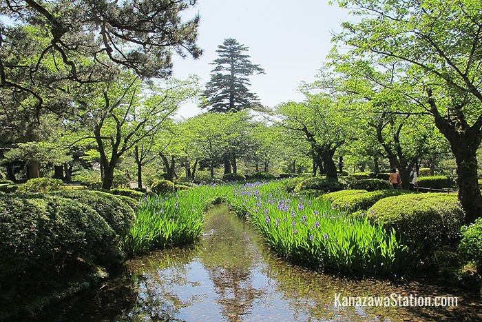 兼六園庭園景色