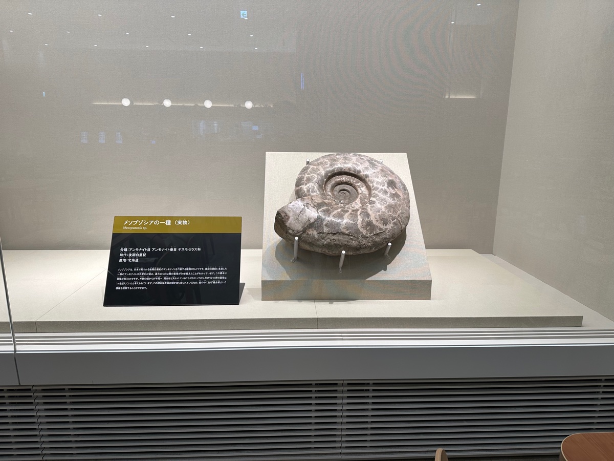 菊石化石展品