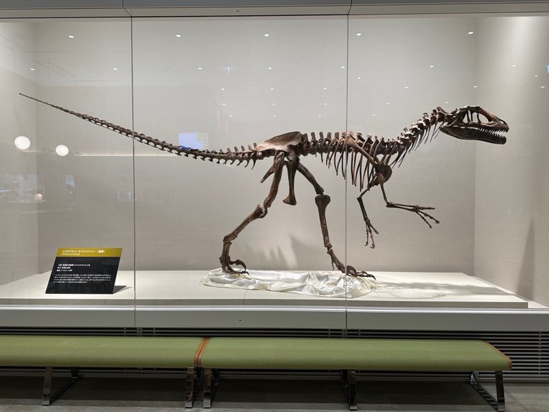 恐龍骨架全身
