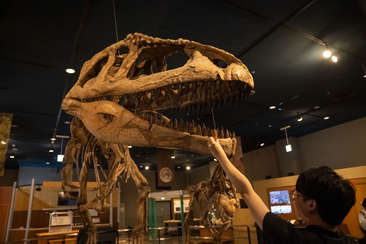 名古屋科學館恐龍骨架